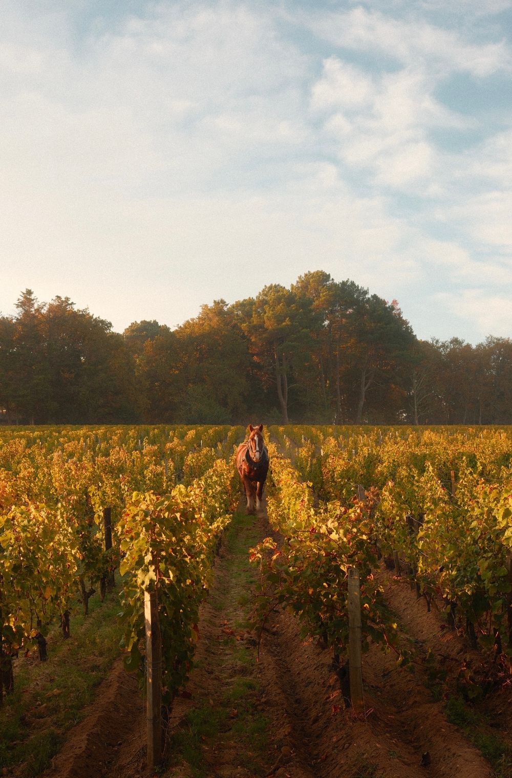 Rows of vineyard vines in warm autumn light