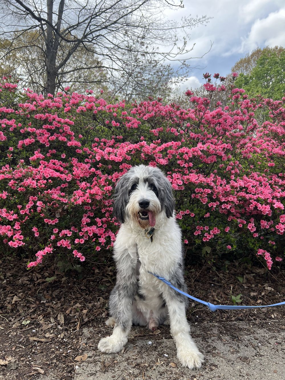 A shaggy sheepdog sitting in front of pink azaleas