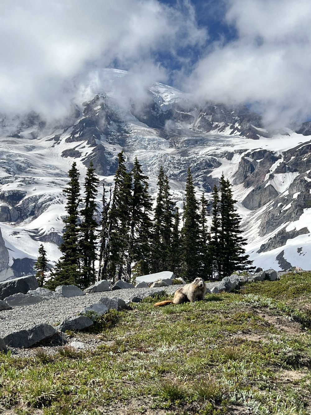 Snowy mountain peaks above a ridge of evergreen trees